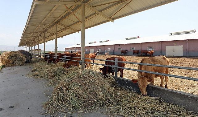 Sınır hattındaki otlaklar büyükbaş ve küçükbaş hayvan üretiminde değerlendiriliyor