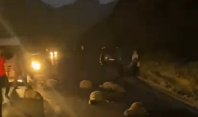 Taksiler koyun sürüsüne daldı: 30 hayvan telef oldu