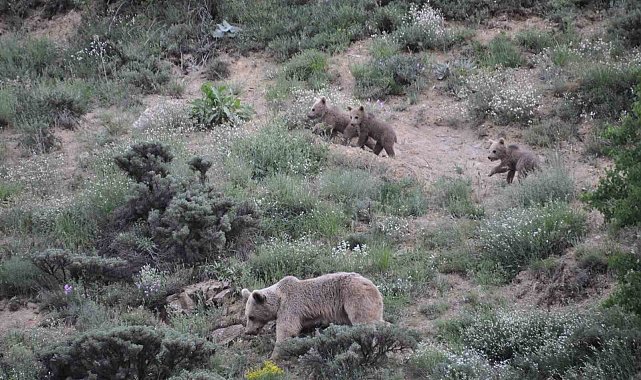 Tunceli'de bozayı yavruları fotoğraflandı