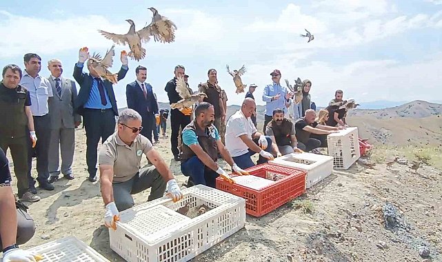 Tunceli'de doğaya 600 keklik salındı