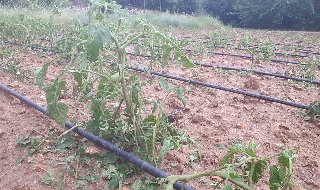 Tunceli'de dolu ekili alanlarda hasara yol açtı
