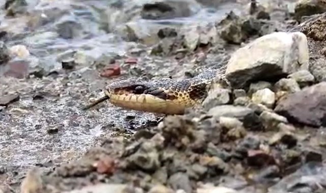 Tunceli'de sarı yılan görüntülendi
