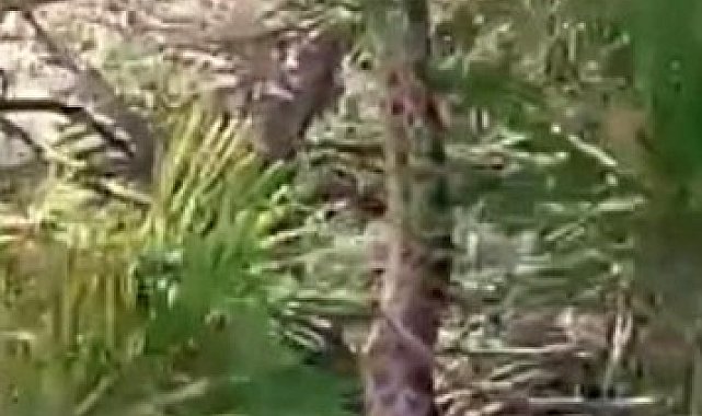 Tunceli'de sarı yılan görüntülendi