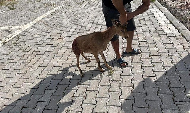 Tunceli'de yaralı bulunan dağ keçisi koruma altına alındı
