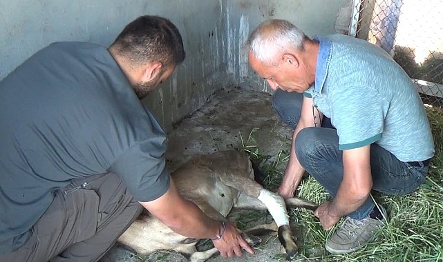 Yaban keçisi, köpeklerin saldırısından baraj gölüne atlayarak kurtuldu