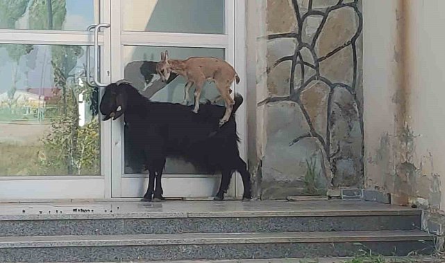 Yavru yaban keçisi süt annesine alıştı