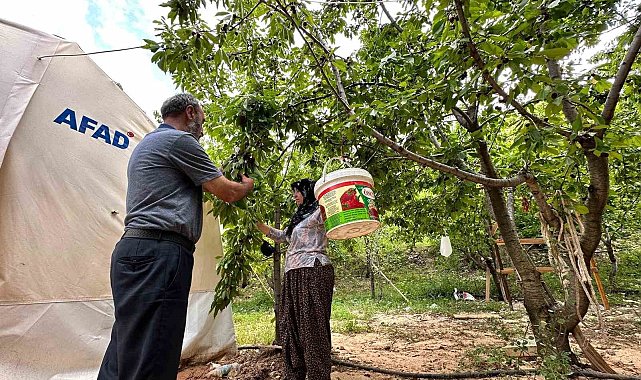 Yeşilyurt&#039;ta &#039;Dalbastı Kirazı&#039;nda hasat zamanı