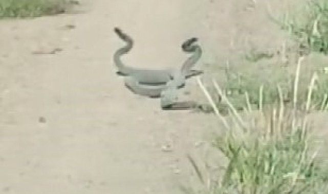 Yılanların çiftleşme dansı, kamerada