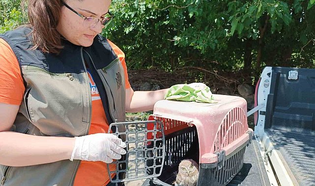 Yorgun bulunan kukumav kuşu tekrar doğaya bırakıldı
