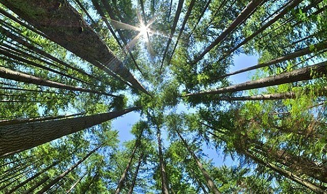 31 Ekim'e kadar ormanlara girişler yasaklandı
