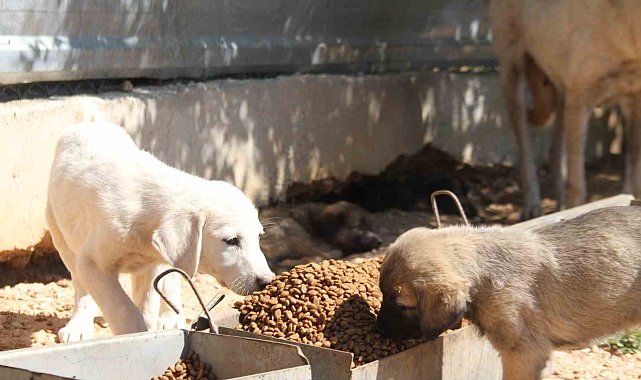 'Hayvanların açlıktan birbirini yediği' iddiası mahkemeden döndü