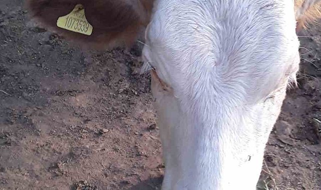 7 gündür kayıp olan ineği jandarma buldu