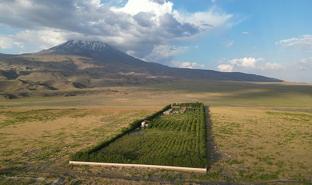 Ağrı Dağı eteklerindeki meyve bahçesi ilgi odağı oluyor