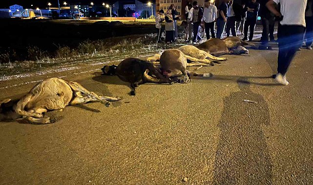 Ağrı'da araç sürüye çarptı: 7 büyükbaş hayvan telef oldu