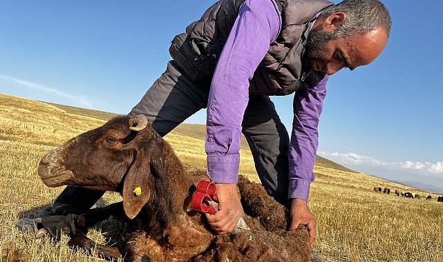 Ağrı'da koyun kırkma mesaisi başladı