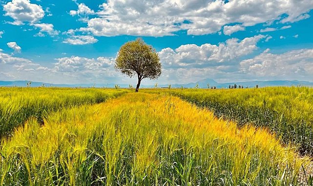 Ağrı'da yeşilin tonları göz kamaştırdı