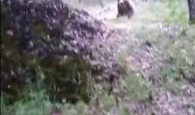 Amca diye seslendiği ayıyı besleyip öpücük gönderdi