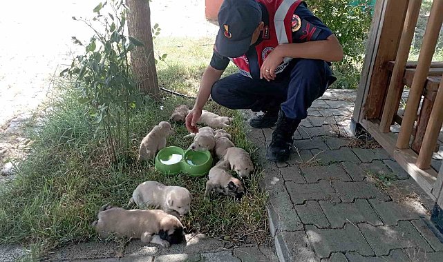 Anne köpek ve yavruları, jandarma tarafından barınağa teslim edildi