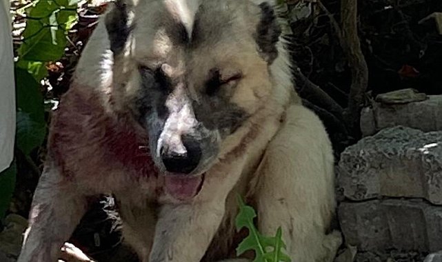 Aracın çarptığı çoban köpeğine cerrahi müdahale