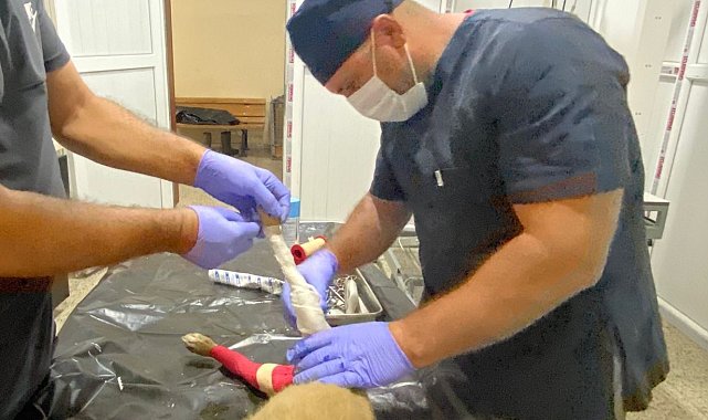 Aracın çarptığı yavru köpek için zamanla yarış