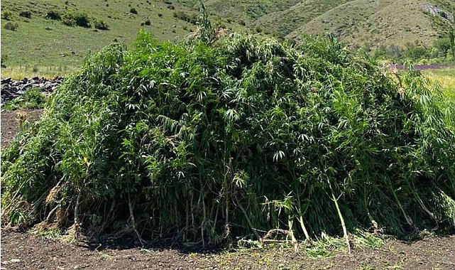 Ardahan'da arazide kendiliğinden yetişen 108 bin 512 kök hint keneviri imha edildi