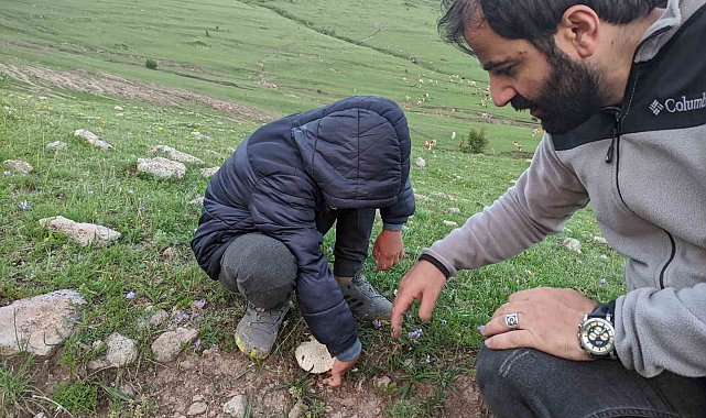 Ardahan'da yağışların ardından "mantar" bereketi