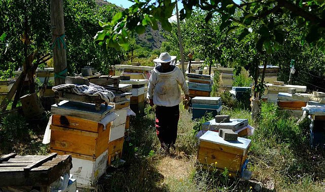 Arıcılar hasat için gün sayıyor