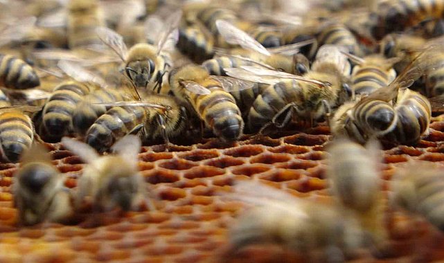Arıcılar tedirgin: Sağanak yağışlar bal verimini olumsuz etkiliyor