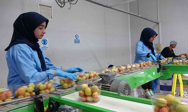 Avrupa'nın yaş kayısısı Malatya'dan