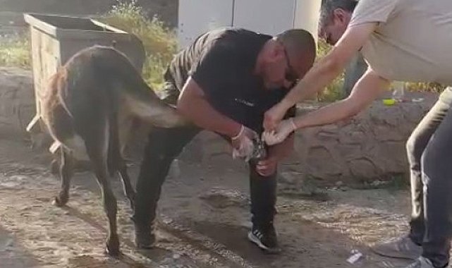 Başhekimden örnek davranış, yaralı eşeği tedavi etti