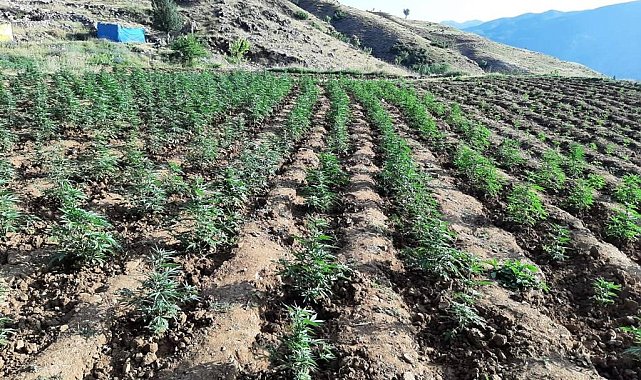 Bingöl'de 12 tarlada uyuşturucu operasyonu
