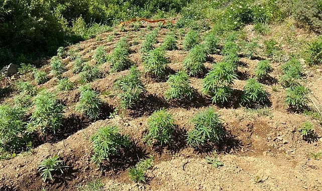 Bingöl'de 2 bin 440 kök kenevir bitkisi ele geçirildi