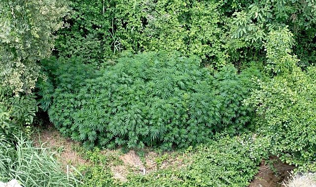 Bingöl'de 2 bin 885 kök kenevir ele geçirildi