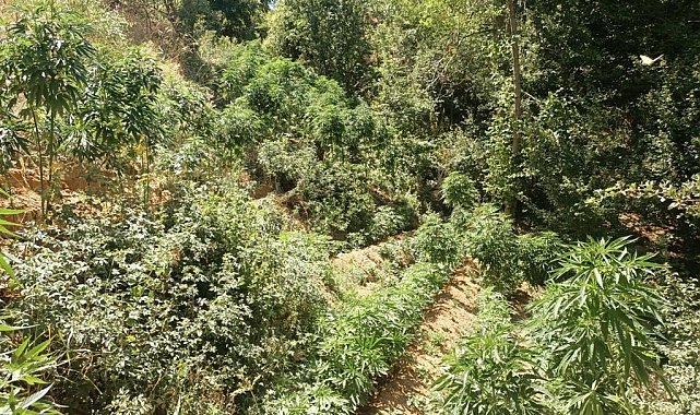 Bingöl'de 3 bin 591 kök kenevir ele geçirildi