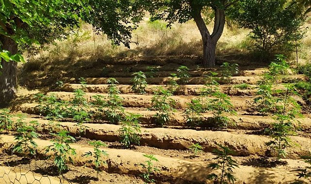 Bingöl'de 4 bin kök kenevir bitkisi ele geçirildi