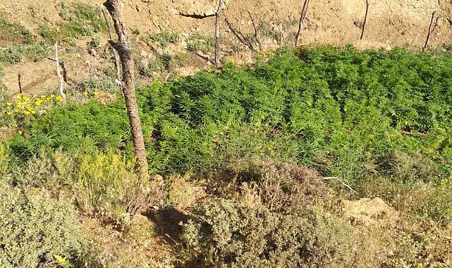 Bingöl'de 5 bin kök kenevir bitkisi ele geçirildi