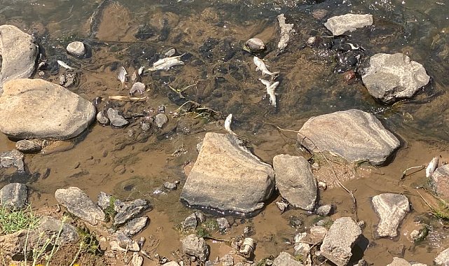 Bingöl'de balık ölümleri tedirgin etti