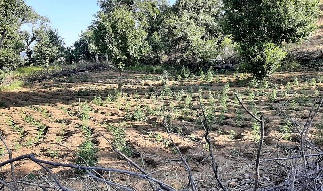 Bingöl'de iki tarlada 7 bin kök kenevir ele geçirildi