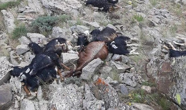 Bingöl'de keçi sürüsüne yıldırım düştü: 51 keçi telef oldu