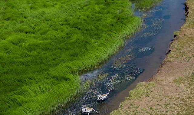 Bingöl'de koruma altındaki turnalar görüntülendi