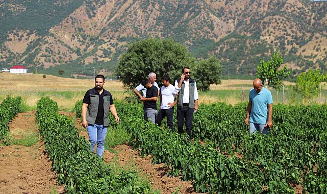 Bingöl'de sebze fideleri ile silajlık mısırlar denetlendi