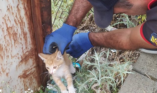 Bingöl'de tellere sıkışan yavru kediyi itfaiye kurtardı