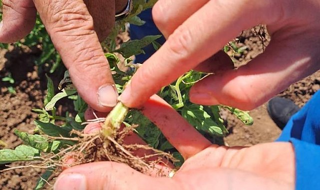 Bingöl'deki sebze ekili alanlar kontrol ediliyor