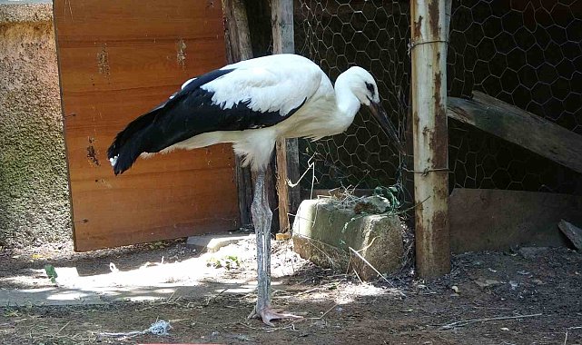 Bitkin halde bulunan yavru leylek tedavi altına alındı