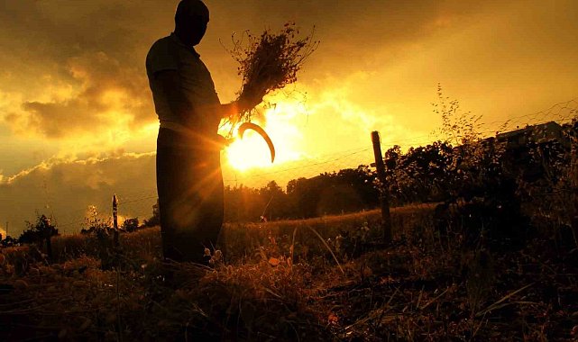 Çiftçilerin zorlu hasat telaşı