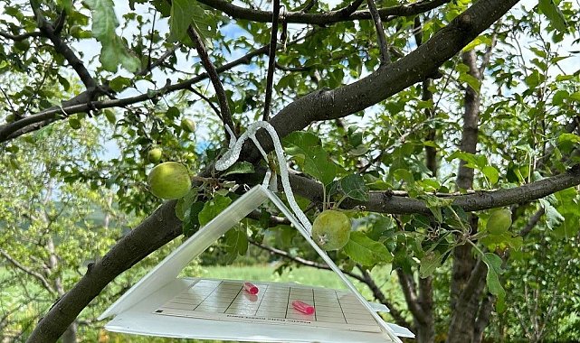 Çıldır'da Meyve Ağaçlarını Korumak İçin Tuzaklar Asıldı