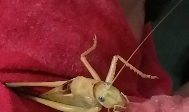 Dev çekirgeye karpuz yedirdi