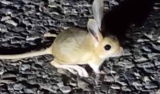 Dünyada kırmızı listede bulunan Arap tavşanı Tunceli'de görüntülendi