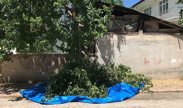 Dut silkelerken ağaçtan düşen adam ağır yaralandı