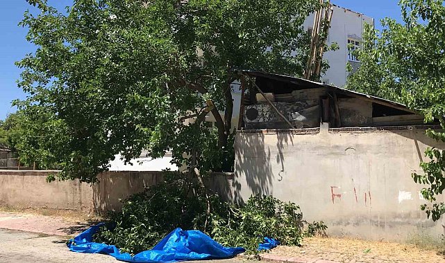 Dut silkelerken ağaçtan düşen adam hayatını kaybetti